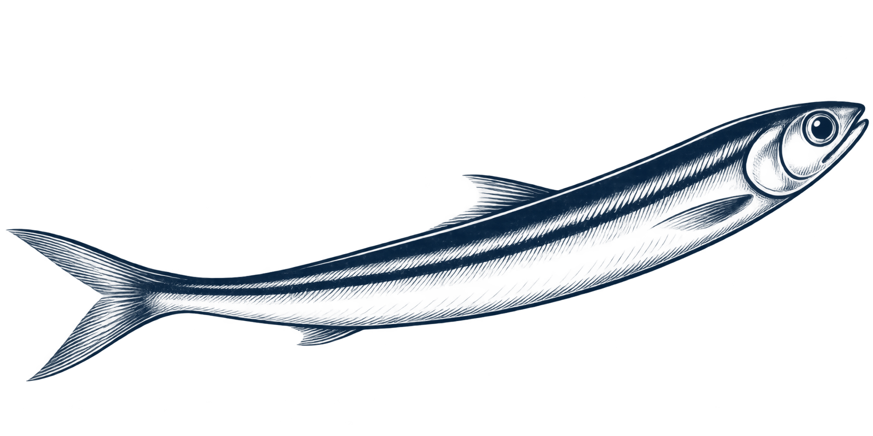 anchoa