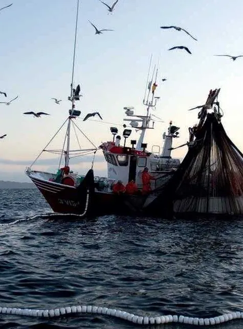 pesca de anchoas