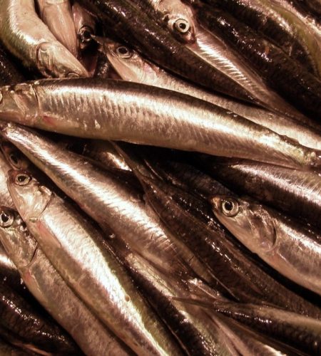 Quienes somos anchoas pesca